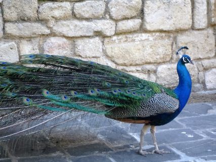 Shore Excursions to Rhodes Seven Springs